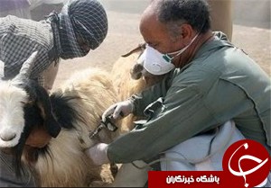 ایمن سازی دام های اندیمشک علیه تب برفکی