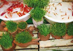عرضه ماهی قرمز و سبزه عید در بازار های شهرداری مشهد