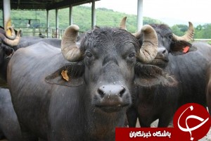 گاومیش حادثه ساز