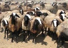 واکسینه شدن دام در آبادان
