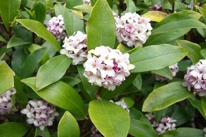 گیاهان بسیار زیبا ولی سمی و کشنده