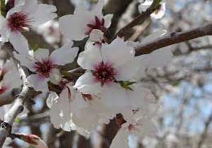 روستای باب ترش ساردوییه با شکوفه های سیب وگلابی
