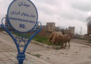 تبدیل میدان شهر به چراگاه + فیلم
