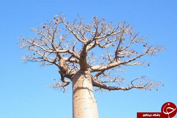 // در حال کار// درخت واژگون آفریقا + تصاویر