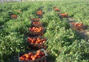 صادرات گوجه فرنگی از بندرخمیر