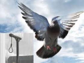 زندگی دوباره محکوم به اعدام با حفظ قرآن