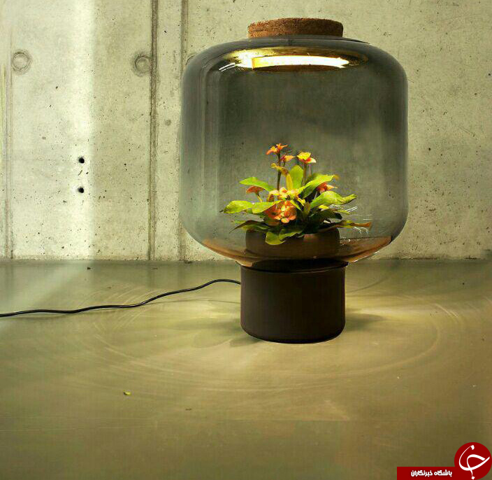 چراغهایی که به شما گل هدیه می دهند+تصاویر