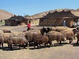 تولید 18 هزار تن فراورده دامی توسط عشایر آذربایجان غربی