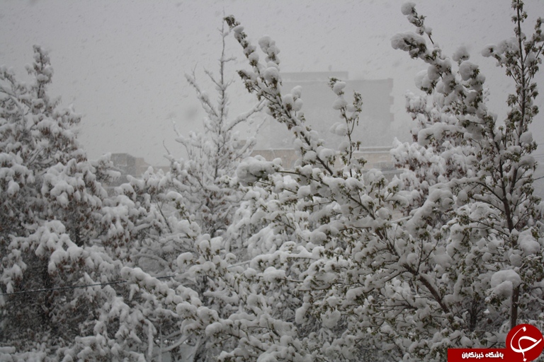 بهار ارومیه زمستانی شد+تصویر