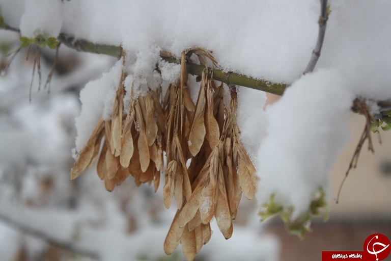 بهار ارومیه زمستانی شد+تصویر
