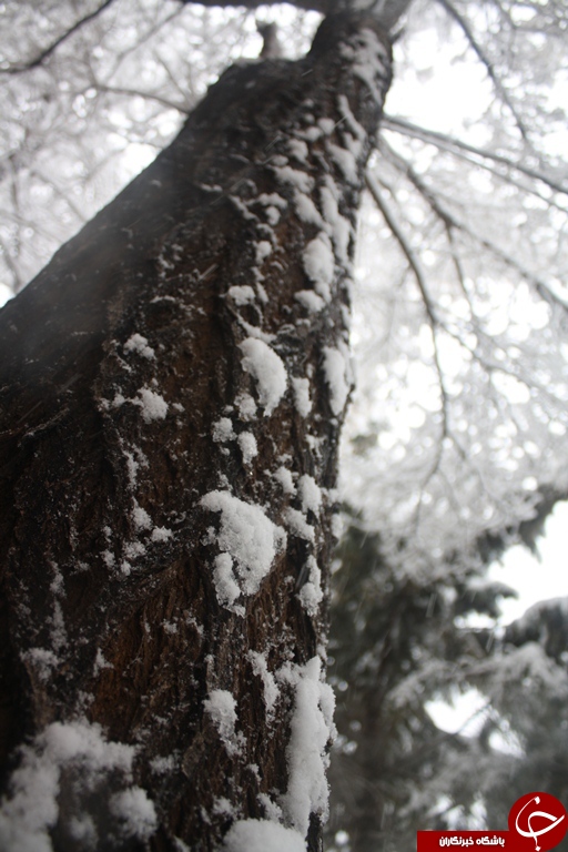 بهار ارومیه زمستانی شد+تصویر