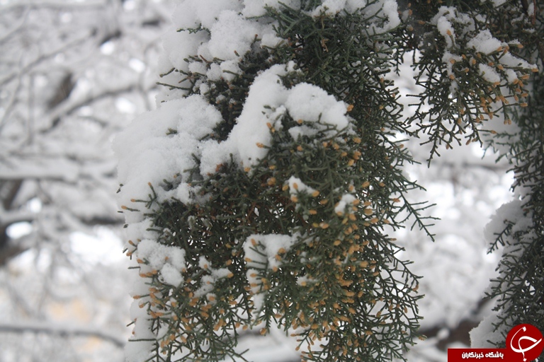 بهار ارومیه زمستانی شد+تصویر