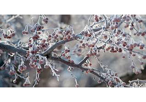 احتمال سرمازدگی باغ ها در همدان