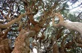 سِکُنج روستای هدف گردشگری کرمان با مناظر بی نظیرطبیعی