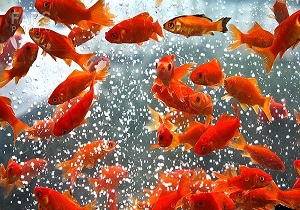 ماهی های قرمز بی خطر