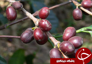 از اختلاف در تفسیر ان&zwnj;پی&zwnj;تی و شکستن لگن جان کری تا سفر محرمانه خالد مشعل به عربستان و ایرانی شدنِ شمر!+تصاویر
