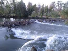 بهار به رنگ آبی بهاری در پارک ساحلی سرارود