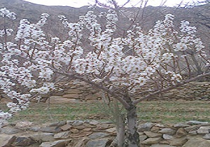 احتمال سرمازدگی محصولات سر درختی در روز های پایانی سال