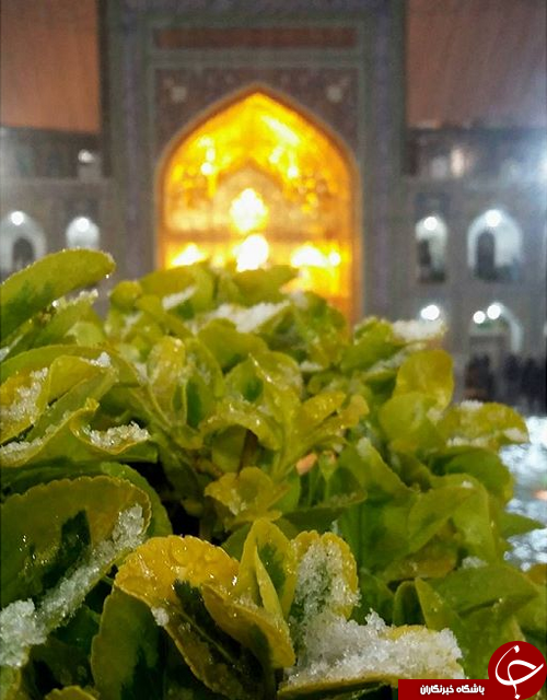 تماشای چهره ی زمستانی بهار را از دست ندهید+تصاویر