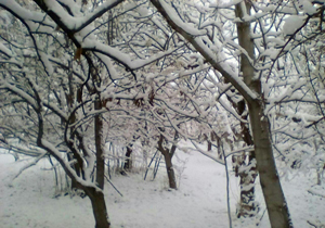 سرمازدگی باغات در خراسان شمالی