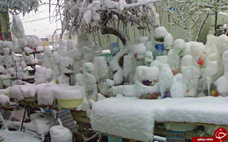 ماهی قرمز های عید برف گیر شدند +تصویر