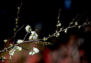 توصيه های هواشناسی به کشاورزان و باغداران
