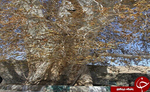 جشن تولد درخت چنار باجگان شهرستان بافق +تصاویر