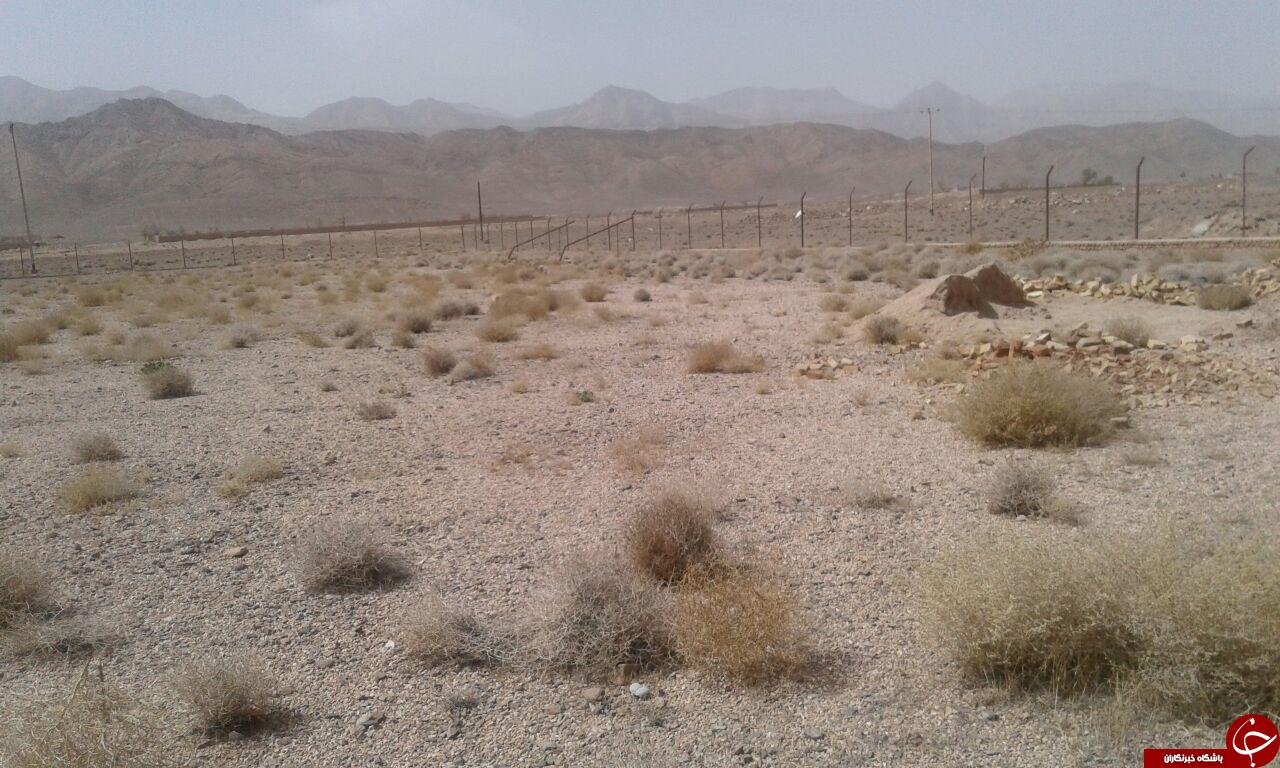 بوته&zwnj;هایی که به جای چمن در زمین فوتبال در آمدند! + تصاویر