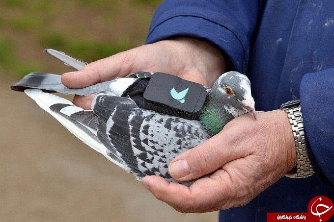 مأموریت جدید کبوتران لندنی