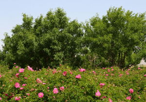 قمصر نگین گل سرخ ایران