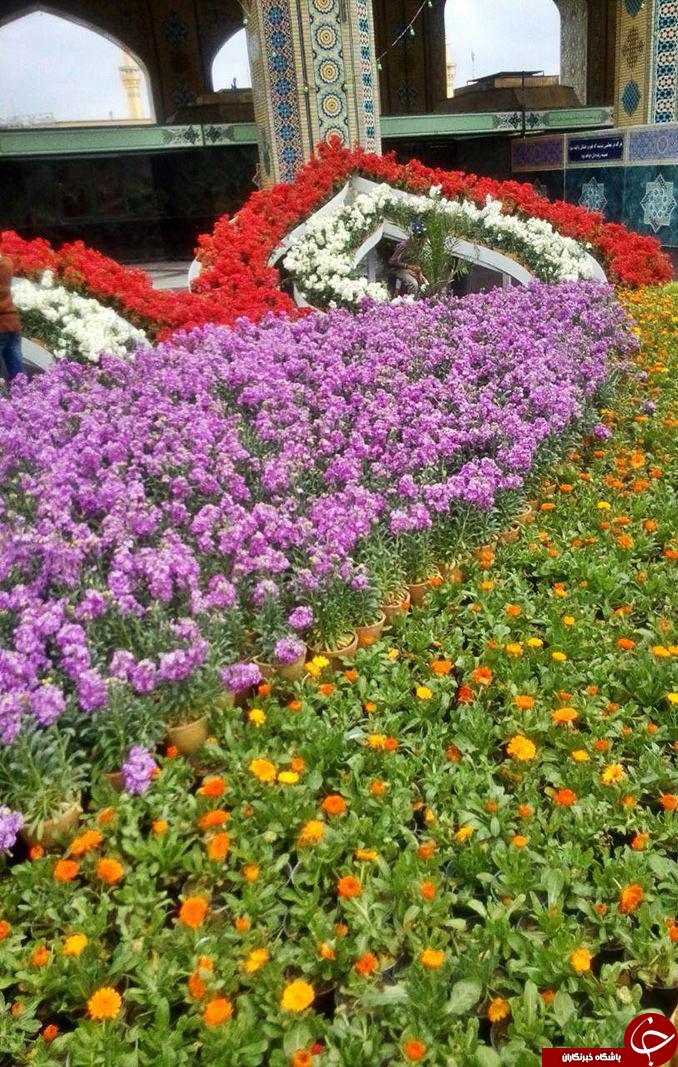 گلباران ورودی حرم امام رضا+عکس