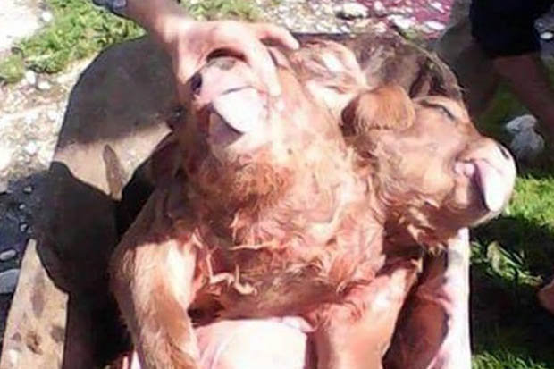 به دنیا آمدن گوساله دو سر+عکس