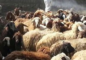 بیماری لمپی اسکین در کمین دام ها