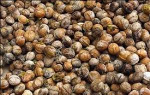 کشف محموله گردوی قاچاق در زنجان