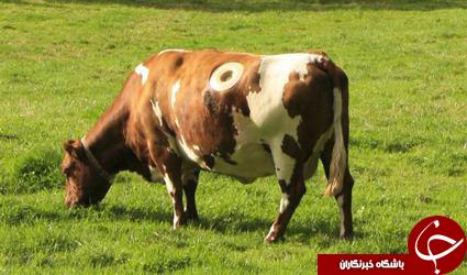 پربازدیدها