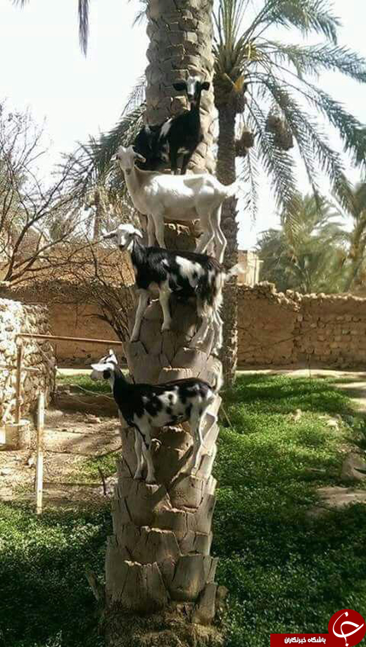 بسته + تصاویر