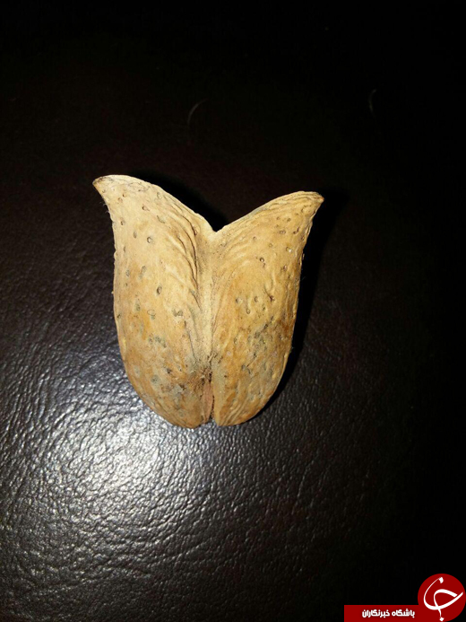 بسته + تصاویر