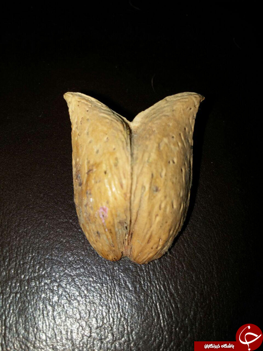 بسته + تصاویر