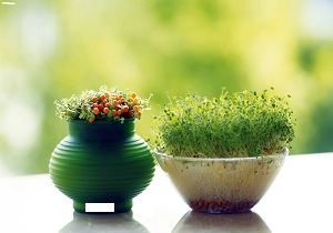 جشنواره ای برای همه