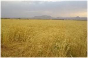 عطش درگندمزارهای سیستان