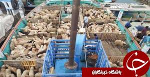 دام های زنده خوزستانی در کشورهای همسایه