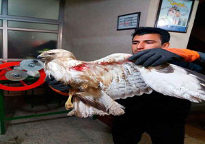 آتش نشانان ناجی عقاب زخمی شدند