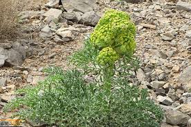 شناسایی هفتاد درصد از گونه‌های گیاهی استان یزد درشیرکوه