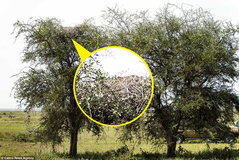 آیا می&zwnj;توانید پلنگ را در این تصویر پیدا کنید؟