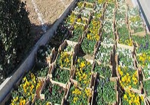 گل و نهال به شهروندان سمنانی اهدا می شود