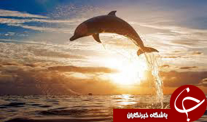 جوان&zwnj;ترین عکاس دنیا + تصاویر