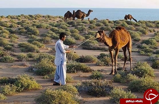 جزیره شگفتی ها در ایران +تصاویر