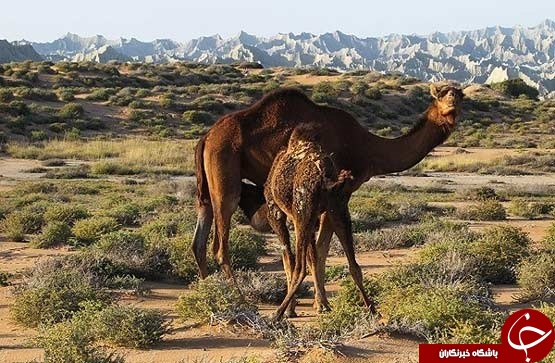 جزیره شگفتی ها در ایران +تصاویر