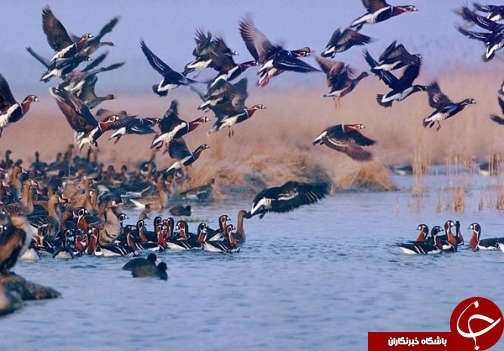 ونیز، همین نزدیکی است!