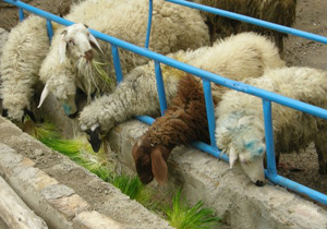 کارگاه آموزشی بهره گیری از فرصت اقتصادی پرورش گوسفند